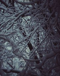 Full frame shot of trees in forest