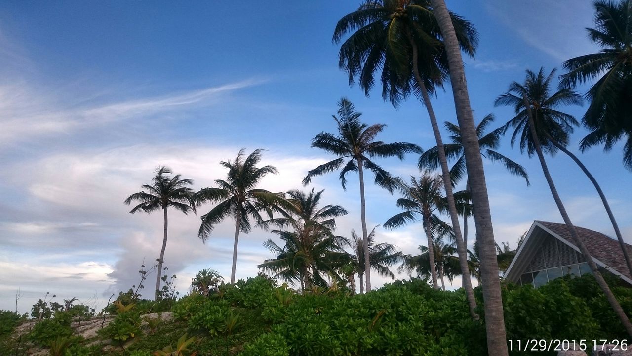 palm tree, tree, sky, low angle view, tree trunk, cloud - sky, growth, tranquility, cloud, beauty in nature, nature, scenics, coconut palm tree, blue, tranquil scene, no people, day, cloudy, outdoors, green color
