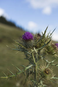 Close-up of thistle on plant in field against sky