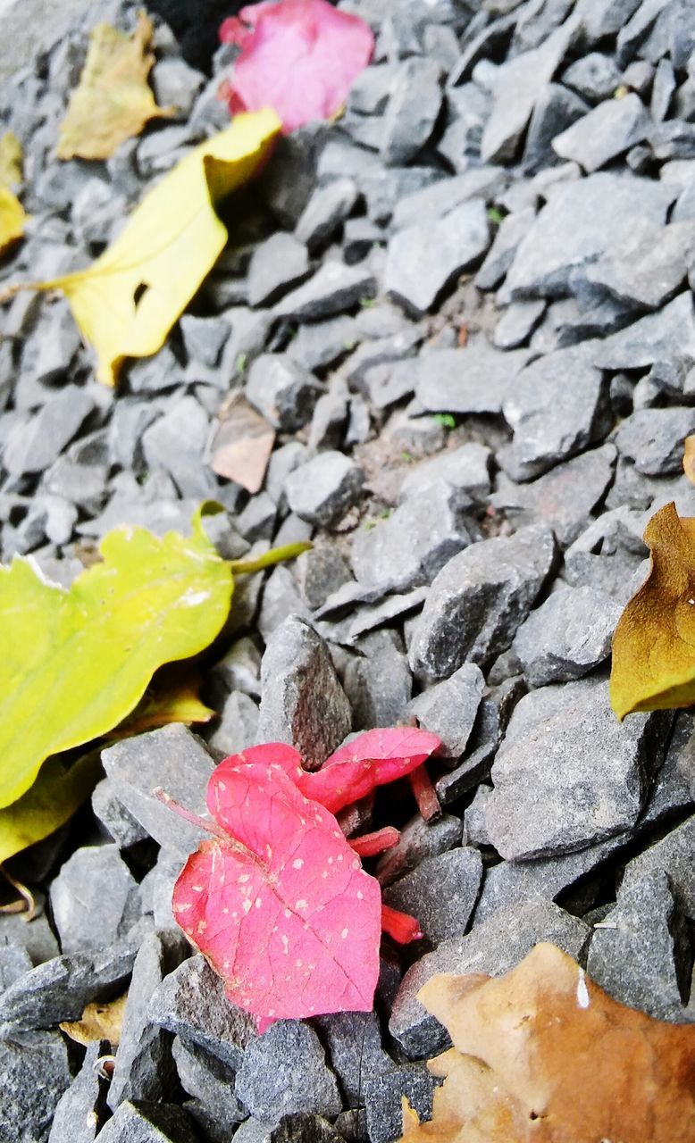 leaf, day, red, outdoors, nature, no people, change, close-up, yellow, water, fragility, beauty in nature