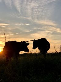 Silhouette of cow on field during sunset