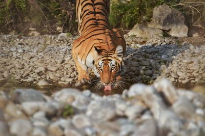 Royal bengal tiger drinking water