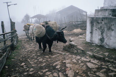 Horses standing in a building