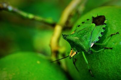 Dorsal view of green shield bug on lemon fruit