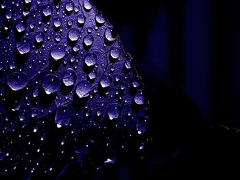 Close-up of water drops on purple flower