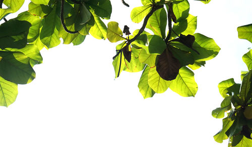 Low angle view of leaves against clear sky