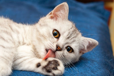 Soft british cat with orange eyes licks paw pink tongue lying on a blue sofa.