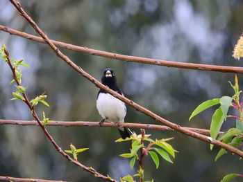 Bird perching on branch