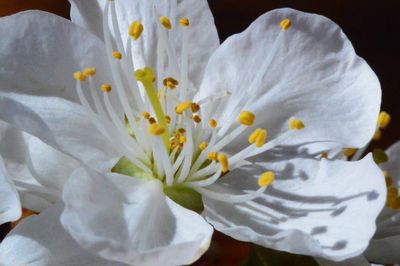 Close-up of white flower