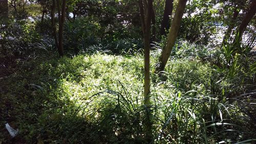 Trees in forest