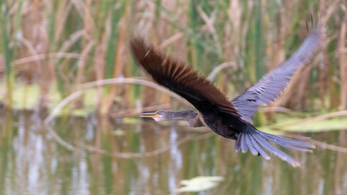 Bird flying over lake