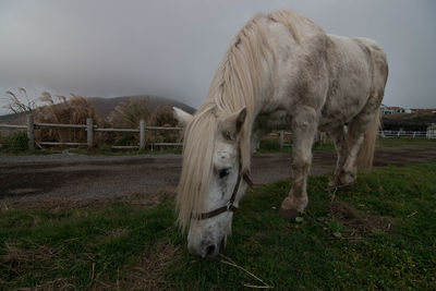 White hirse eating grass against a misty background 