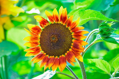 Close-up of sunflower blooming outdoors