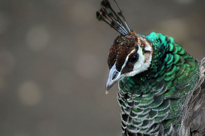 Close-up of a bird