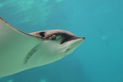 Close-up of fish swimming in sea