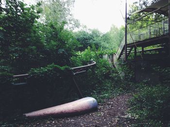 Trees growing in park