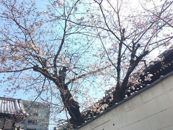 Low angle view of tree against sky in city