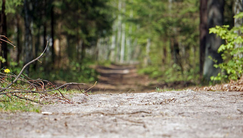 Surface level of road amidst trees in forest