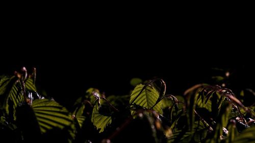 Close-up of plants against black background