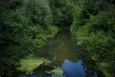 Reflection of trees in forest