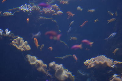 Low angle view of fish underwater