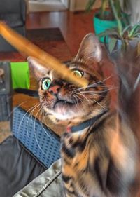 Close-up portrait of a cat