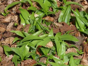 Close-up of green plants