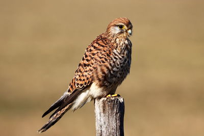 Close-up of bird perching on wooden post