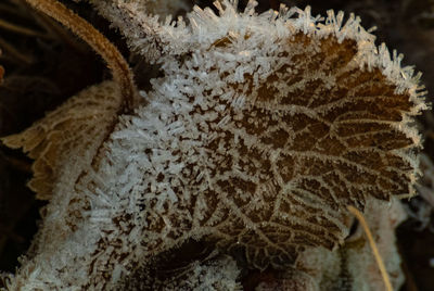 Close-up of frozen plants