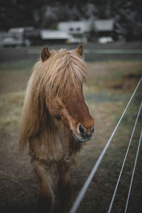 Horse standing on field