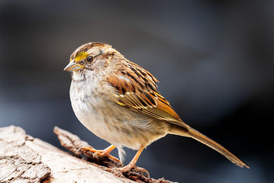 Close-up of bird perching on wood