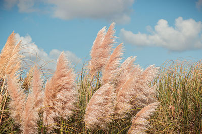 Low angle view of stalks in field against sky