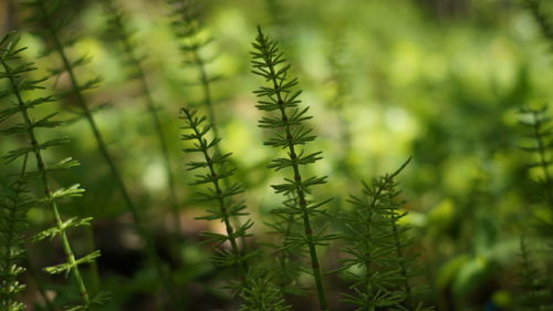 Close-up of fresh plants on field