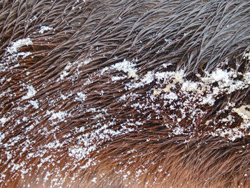Full frame shot of frozen water
