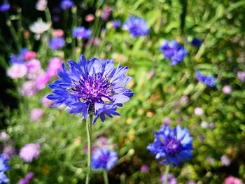 Close-up of purple flowering plant on field