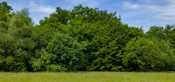 Trees on field against sky