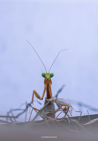 Close-up of insect