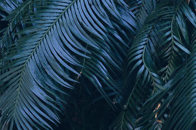Full frame shot of palm tree