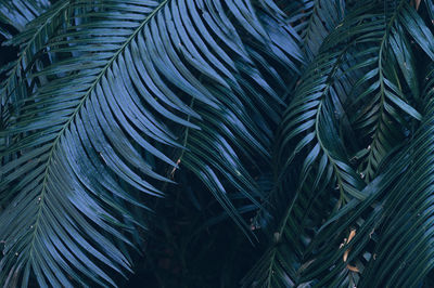 Tropical leaves, abstract green leaves texture, nature background