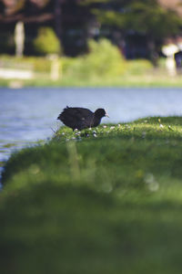 Close-up of bird on ground