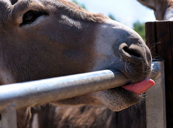 Close-up of horse