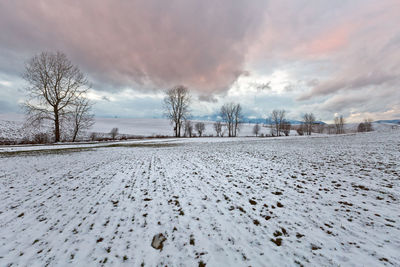 Trees among the fields of northern slovakia.