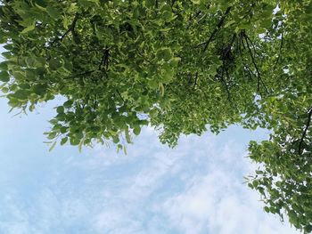 Low angle view of tree against sky