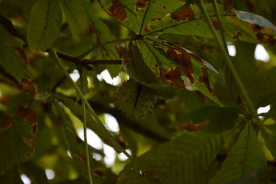 Green leaves on tree