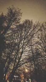 Bare trees against sky