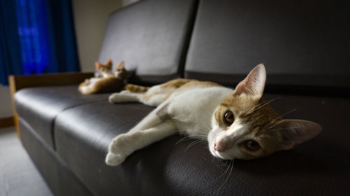 Close-up of cat lying on sofa at home