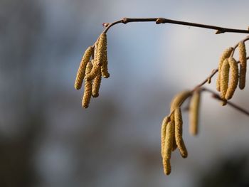 Close-up of plant