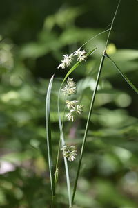 Close-up of white dandelion flower on field