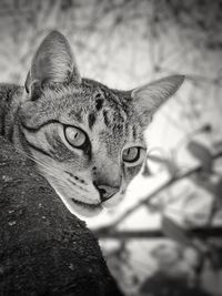 Close-up portrait of cat