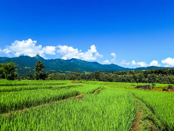 Scenic view of agricultural field against sky